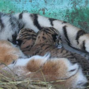 Ессентуки как родина уссурийских тигров