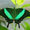 Музей крепость приглашает полюбоваться тропическими бабочками