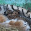 Ессентуки как родина уссурийских тигров