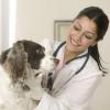 На КМВ увеличится число ветеринарных клиник